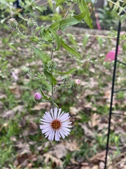 Ampelaster carolinianus