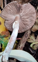 Agaricus sylvicola