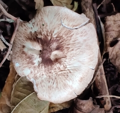 Agaricus sylvicola