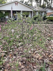 Ampelaster carolinianus