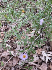 Ampelaster carolinianus