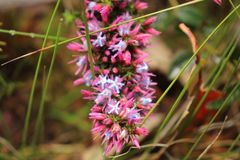 Andersonia caerulea