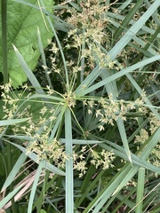 Cyperus textilis