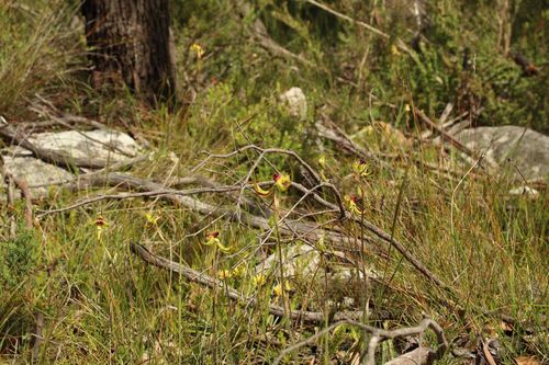 Image of Caladenia lobata by (c) Em Lamond, some rights reserved (CC BY)