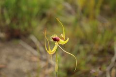 Caladenia lobata