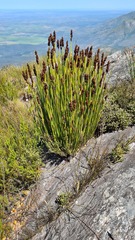 Elegia thyrsoidea
