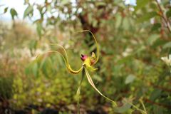 Caladenia lobata