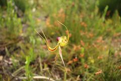 Caladenia lobata