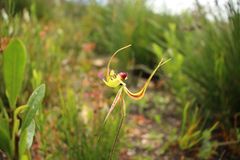 Caladenia lobata