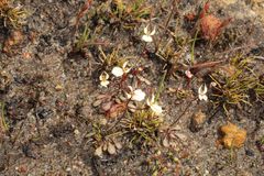 Stylidium emarginatum