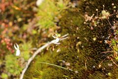 Stylidium emarginatum