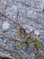 Magnoliopsida