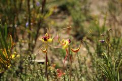 Caladenia lobata