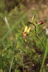 Diuris longifolia