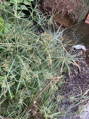 Cyperus textilis