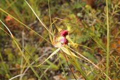 Caladenia heberleana