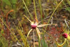 Caladenia heberleana