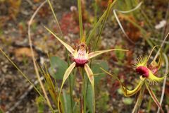Caladenia heberleana