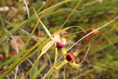 Caladenia heberleana