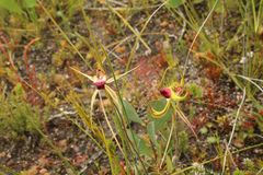 Caladenia heberleana