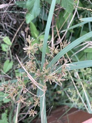 Cyperus textilis