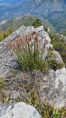 Elegia thyrsoidea