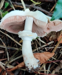 Agaricus sylvicola