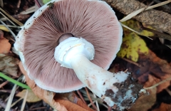 Agaricus sylvicola