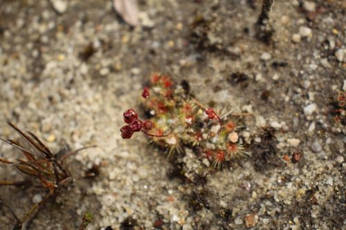 Drosera platystigma (Drosera platystigma)
