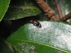 Depressa striatipennis