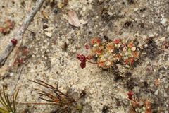 Drosera platystigma
