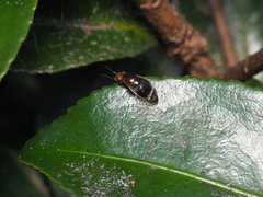 Depressa striatipennis