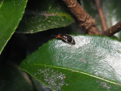 Depressa striatipennis