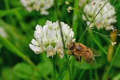 Apis mellifera