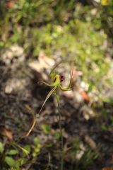 Caladenia lobata