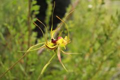 Caladenia lobata