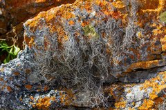 Roccellina hypomecha hypomecha