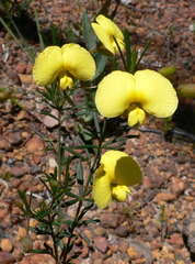 Gompholobium polymorphum