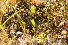 Selaginella gracillima
