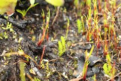 Selaginella gracillima