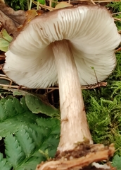 Pluteus cervinus