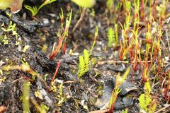 Selaginella gracillima