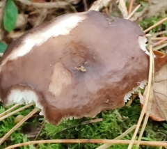 Pluteus cervinus
