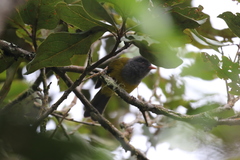 Cnemoscopus rubrirostris