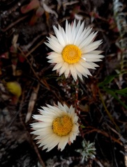 Syncarpha speciosissima