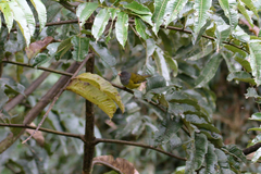 Cnemoscopus rubrirostris