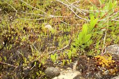 Selaginella gracillima