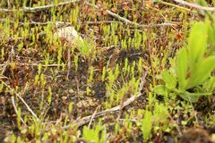 Selaginella gracillima