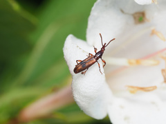 Microtrachelizus