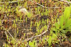 Selaginella gracillima